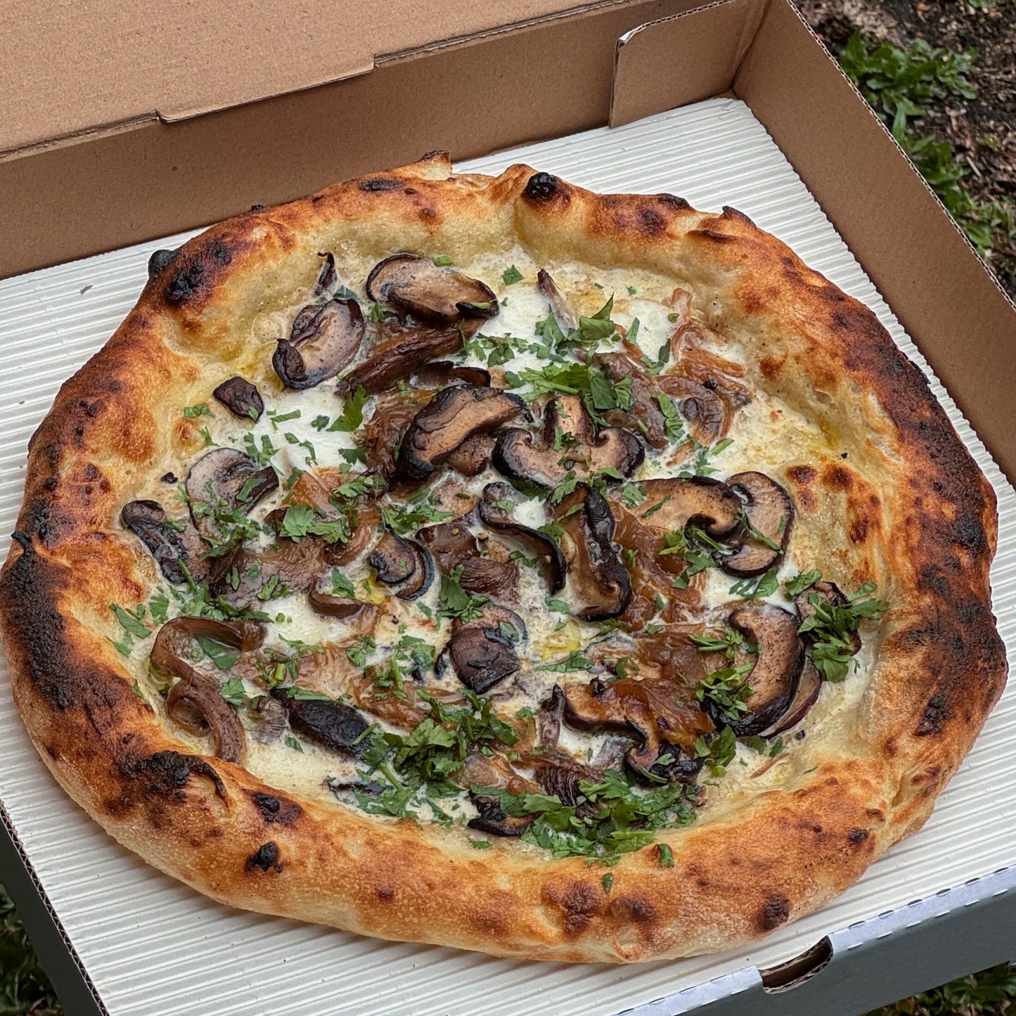 Funghi Bianca